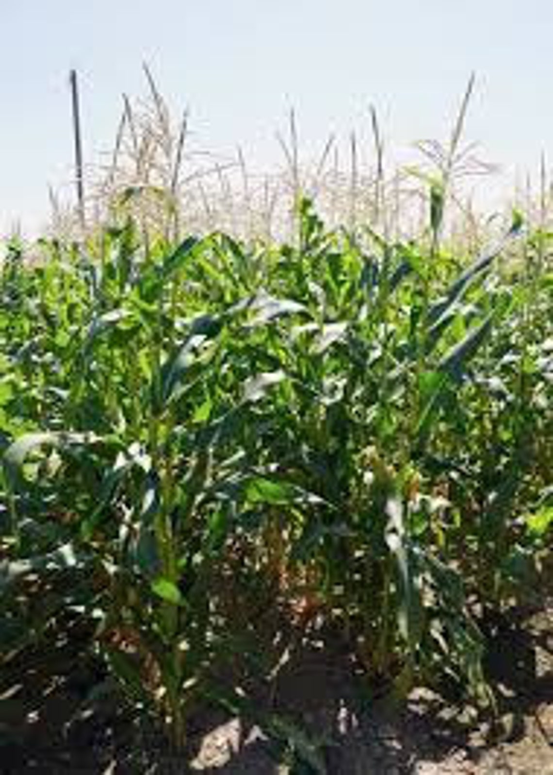 Ambrosia Corn Seed Etsy