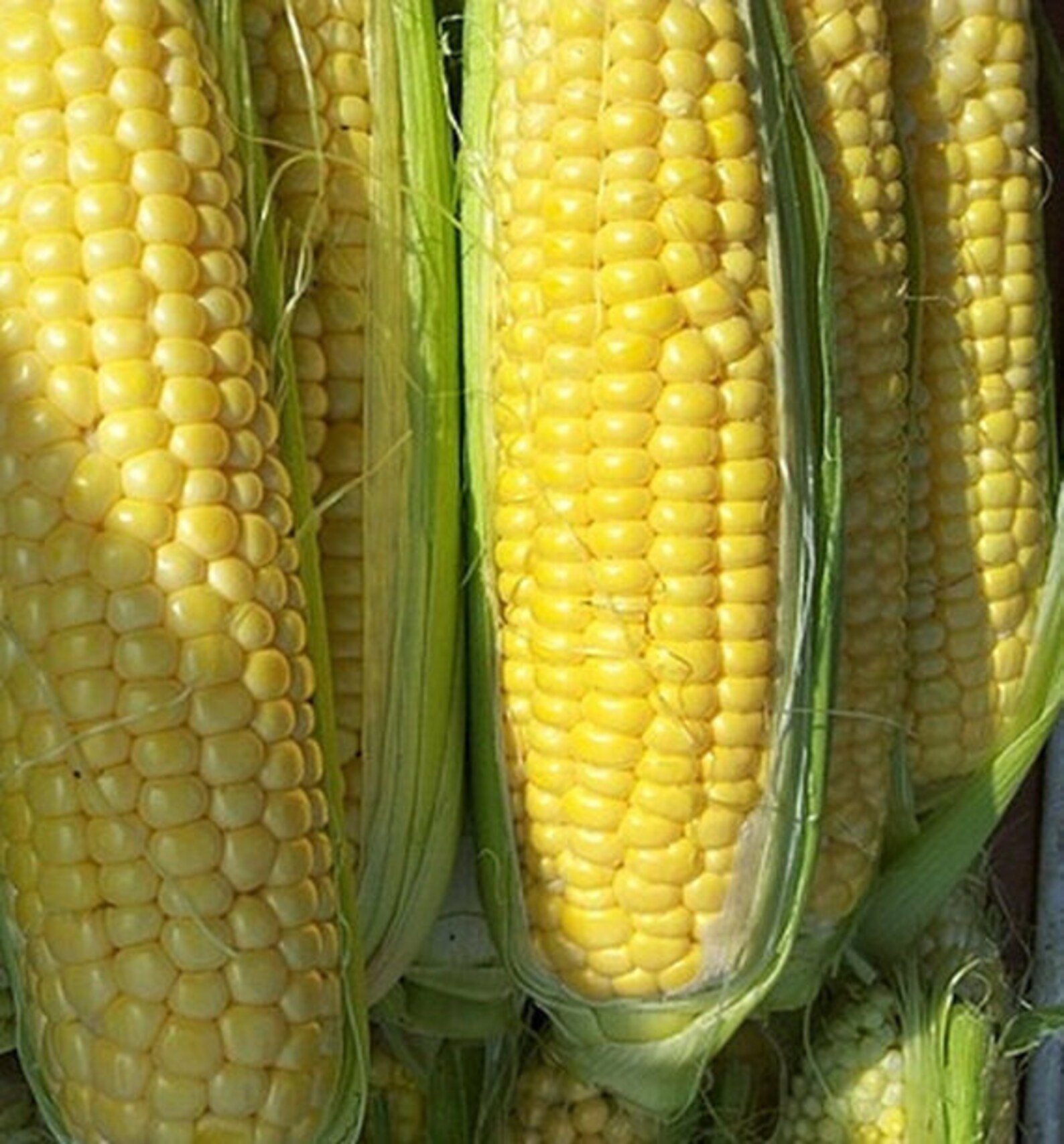 50Golden Queen Corn Seed Etsy