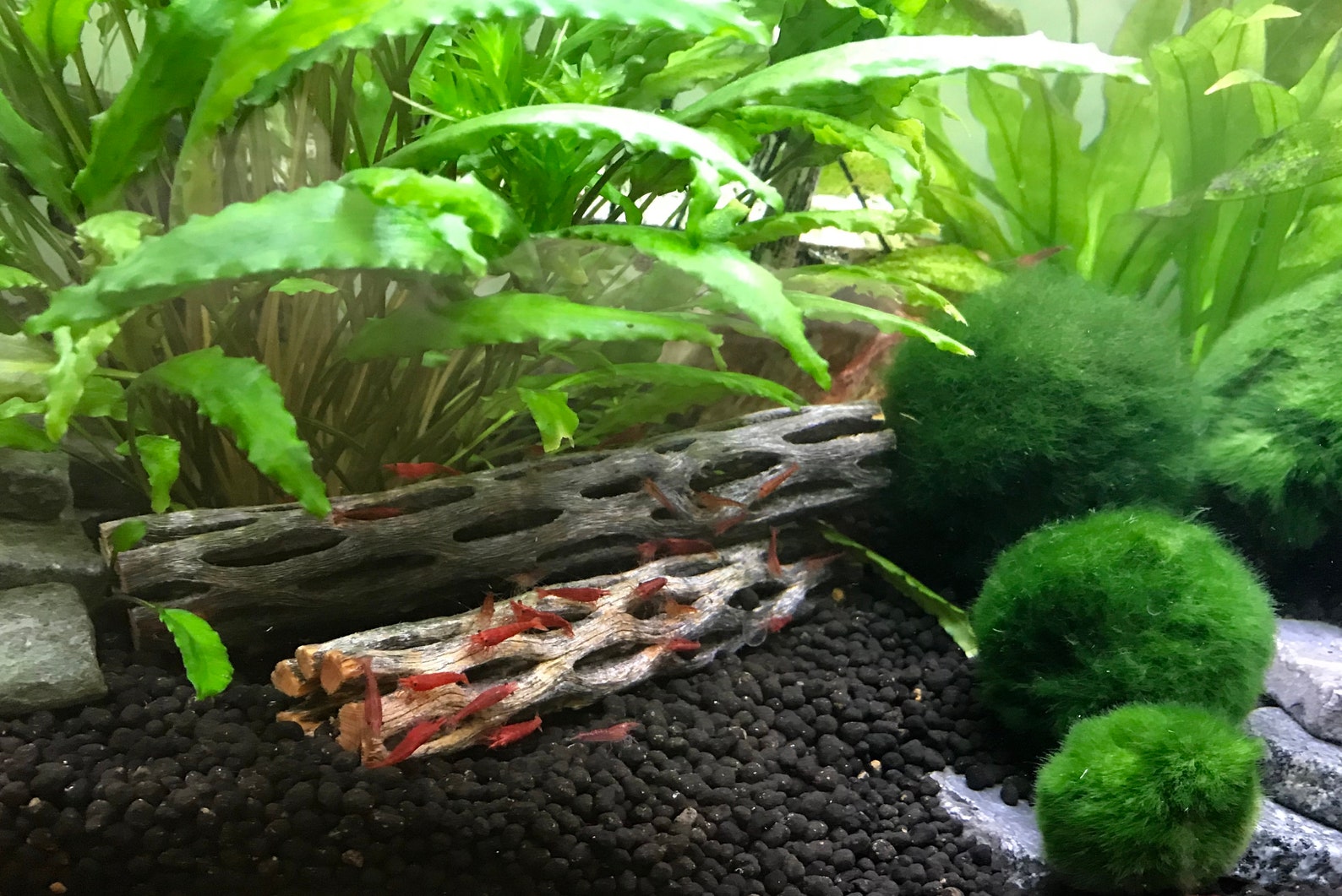 Cholla Wood Aquarium decoration cactus dried Nevada drift Etsy