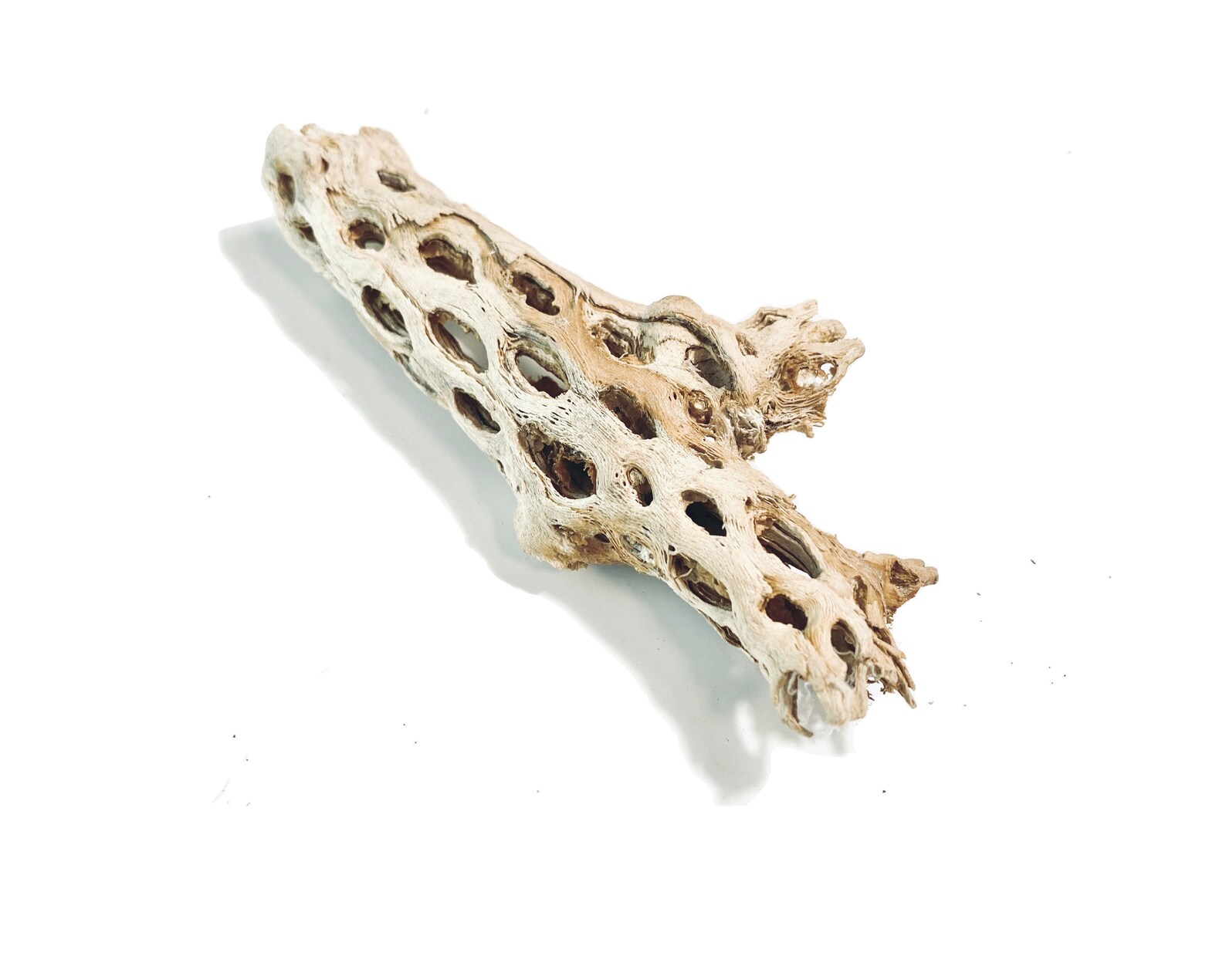 Cholla Wood Aquarium decoration cactus dried Nevada drift Etsy