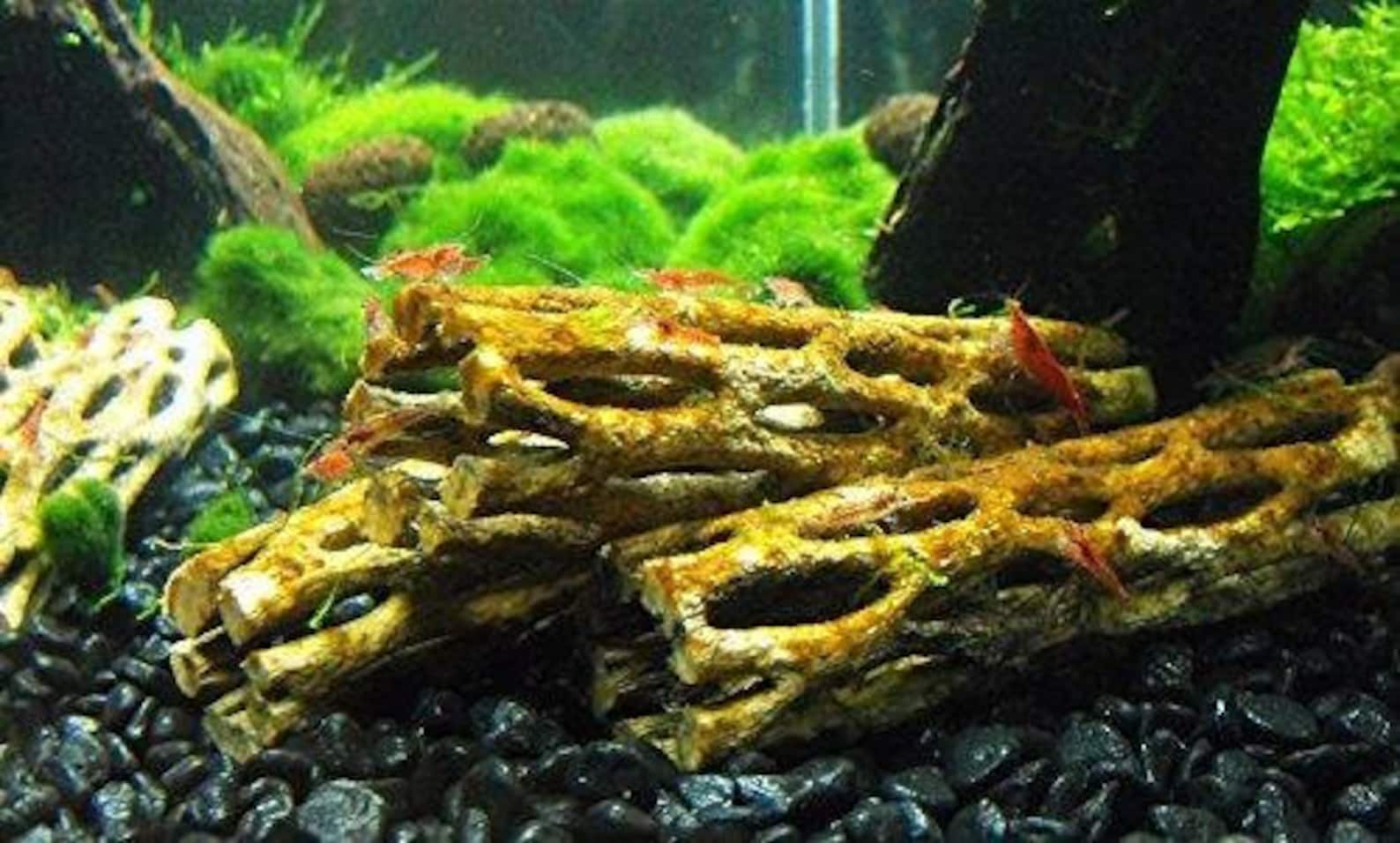 Cholla Wood Aquarium decoration cactus dried Nevada drift Etsy