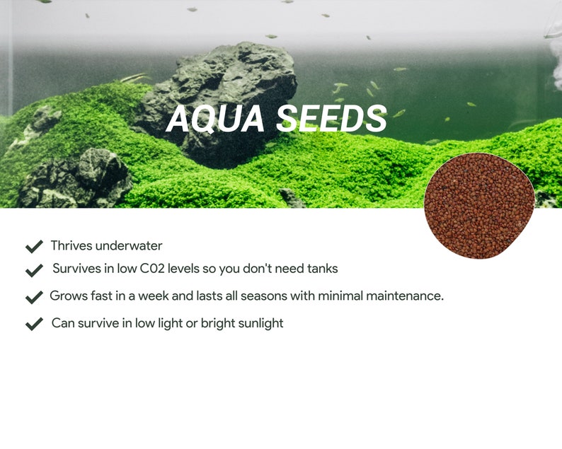 DIY Aqua Terrarium Kit Includes Figurine Glass Tube Soil Etsy