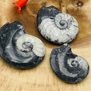 Orthoceras Cephalopod Fossil | Orthoceras Fossil Crystal | Fossilized Orthoceras | Orthoceratid Fossils