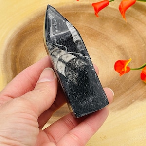 Orthoceras Cephalopod Fossil Tower| Orthoceras Fossil Crystal Point | Fossilized Orthoceras Obelisk | Orthoceratid Fossils | 4 inch