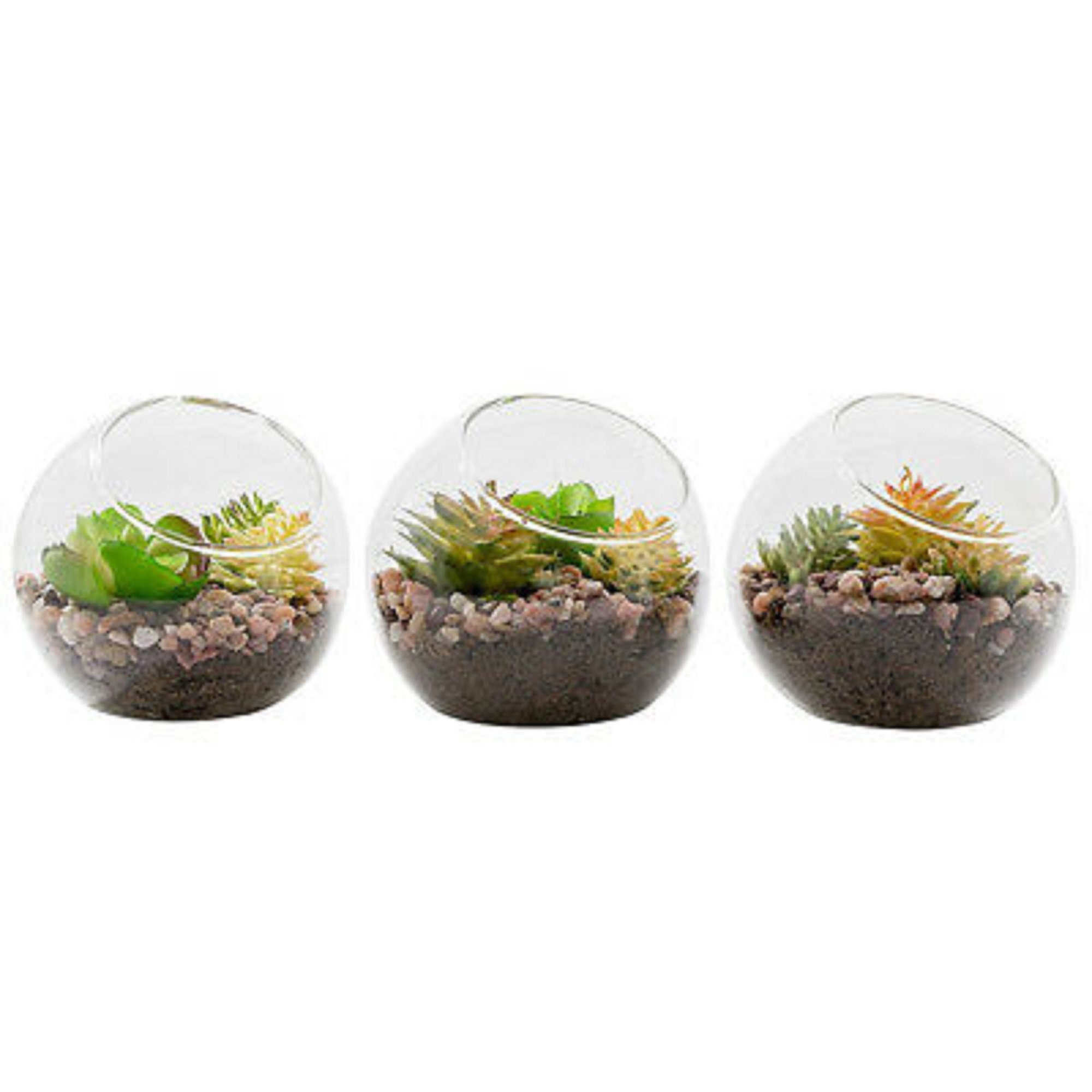 3 Pcs Plant Terrarium Display Globe Glass Tabletop Air Plant | Etsy