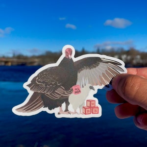 Turkey Vulture (Will&#39;s Birdbrain Podcast)