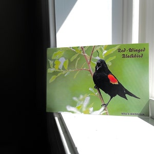 Cartão Postal Melro de Asas Vermelhas