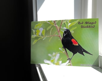 Red-Winged Blackbird Postcard