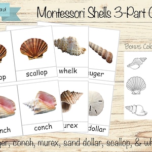 Conchiglie - Carte in 3 parti Montessori Nomenclatura PDF Stampabile