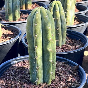 Trichocereus plant - Etsy 日本