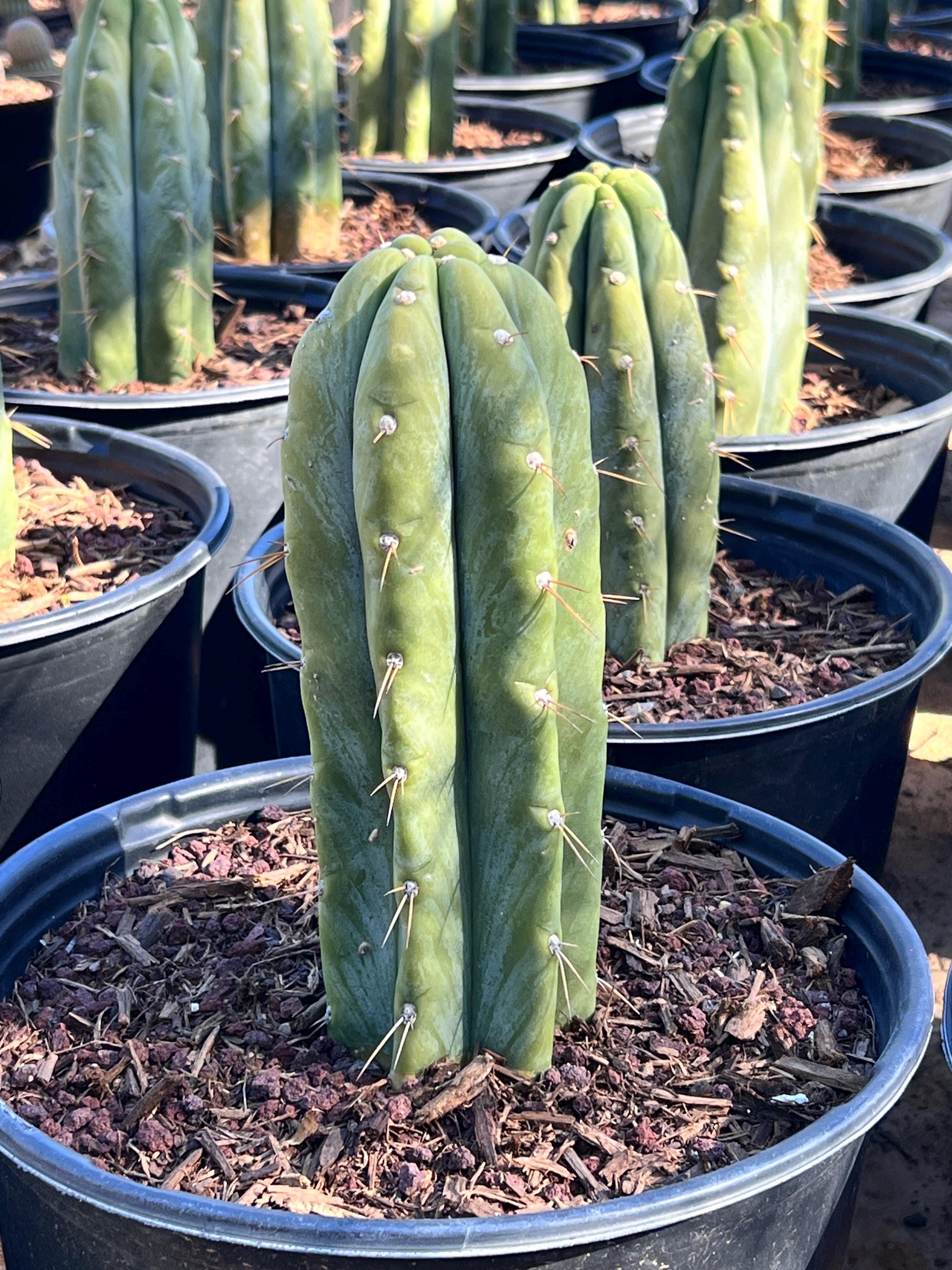 Trichocereus plant - Etsy 日本