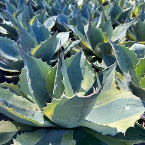 Agave ovatifolia - Etsy 日本
