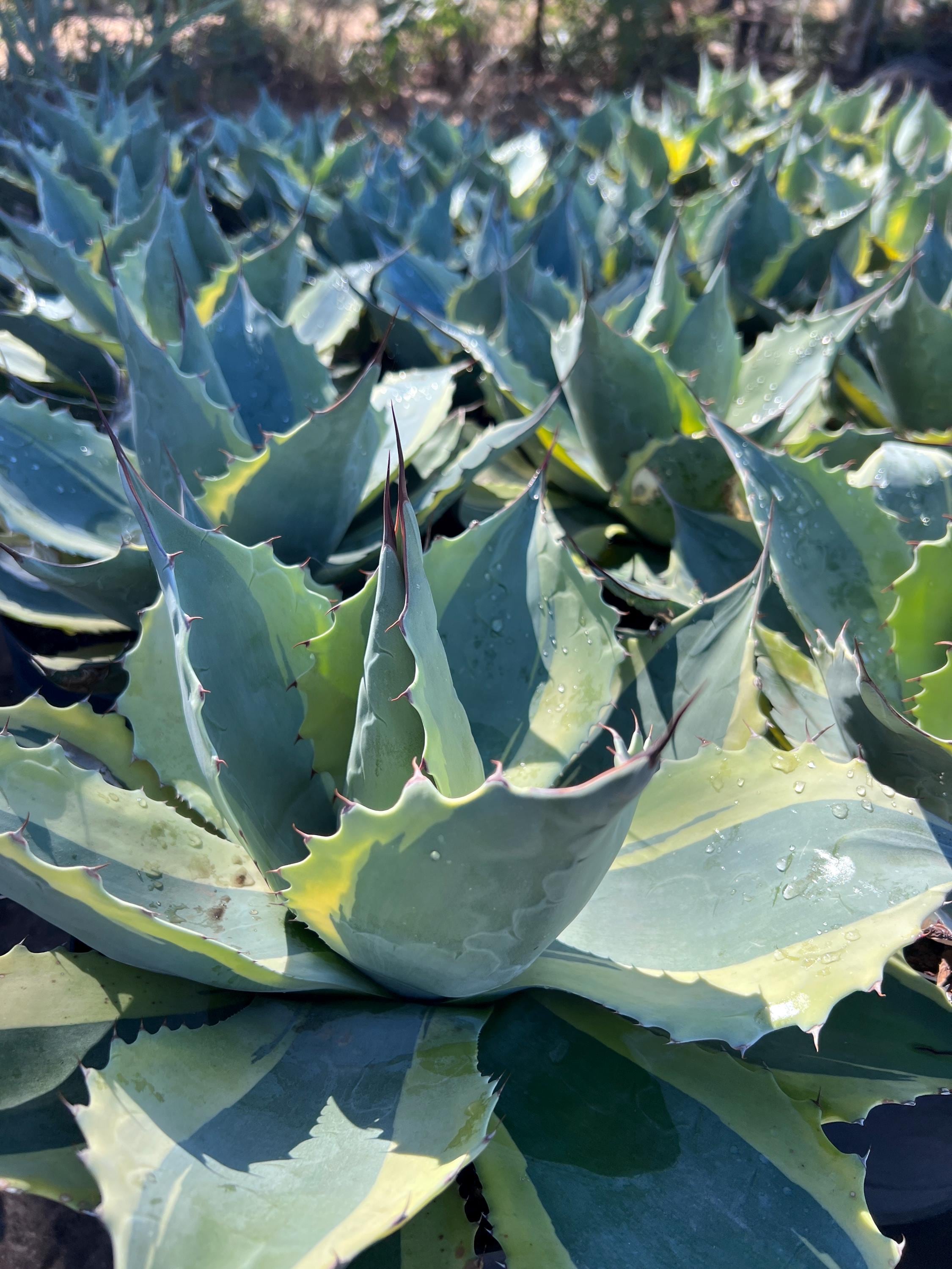 Agave ovatifolia 'Orca'