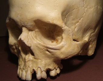 Skull .Replica of a child or teenager's skull