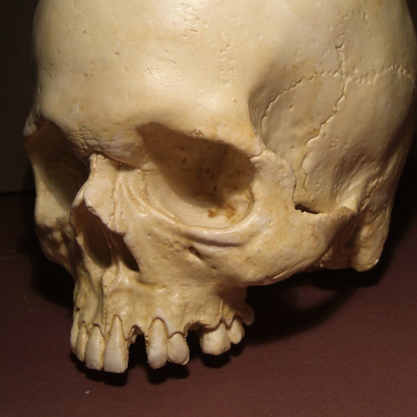 Skull .Replica of a child or teenager's skull