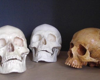 Schädel - vollständige anatomische Nachbildung
