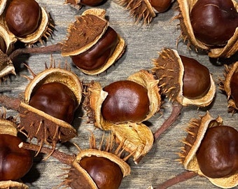 Dried 10 horse chestnuts with rind, chestnuts for decorations, Christmas decoration, Floral craft, Handpicked from Nature, Chestnuts