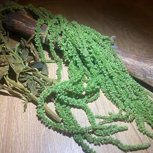 Green Preserved Hanging Amaranthus, Preserved Amaranth, natural preserved amaranth, hanging amaranth, natural home decor, unique