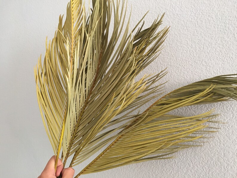 5 Dried Sago Palm Leaves dried curly branches flora Palm ...