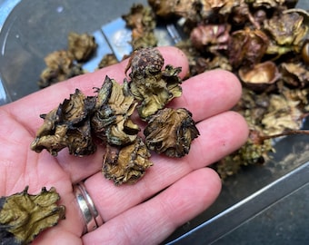 Dried British  knopper gall pods for decorations, Not Suitable for eat, Christmas Decorations, Natural dried, decor, decor, dried plant
