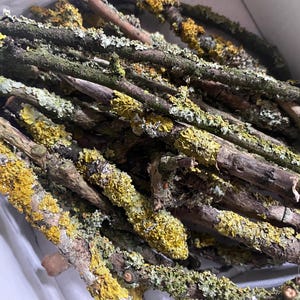 Bundle of 25 dried mossy twigs for crafts, branches with yellow grey moss, mossy branches, unique branches for decor, DIY crafts supply