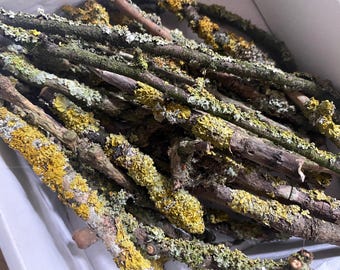 Mazzo di 25 rametti muschiosi secchi per lavori artigianali, rami con muschio grigio giallo, rami muschiosi, rami unici per decorazioni, forniture per lavori artigianali fai da te