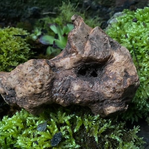 Getrocknetes Wurzelstück, Holzangebot, Kunsthandwerk, Dekowurzel, Trockenholz, Holz, Unikatholz, Floristenbedarf, Dekoholz, Kunst