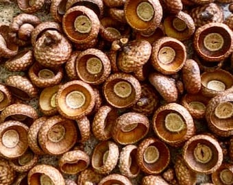 May include: A close-up image of a pile of acorn caps. The caps are brown and have a smooth, slightly textured surface. They are arranged in a random pattern, creating a natural and rustic look.