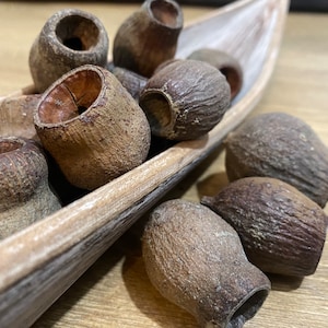 Nueces grandes de eucalipto, vainas de semillas de eucalipto, vainas de eucalipto, decoraciones navideñas, vainas naturales, plantas secas de eucalipto