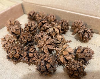 Dried seed pods for decorations, Not Suitable for eat, Christmas Decorations, Natural dried, decor, decor, natural vase filling, dried plant