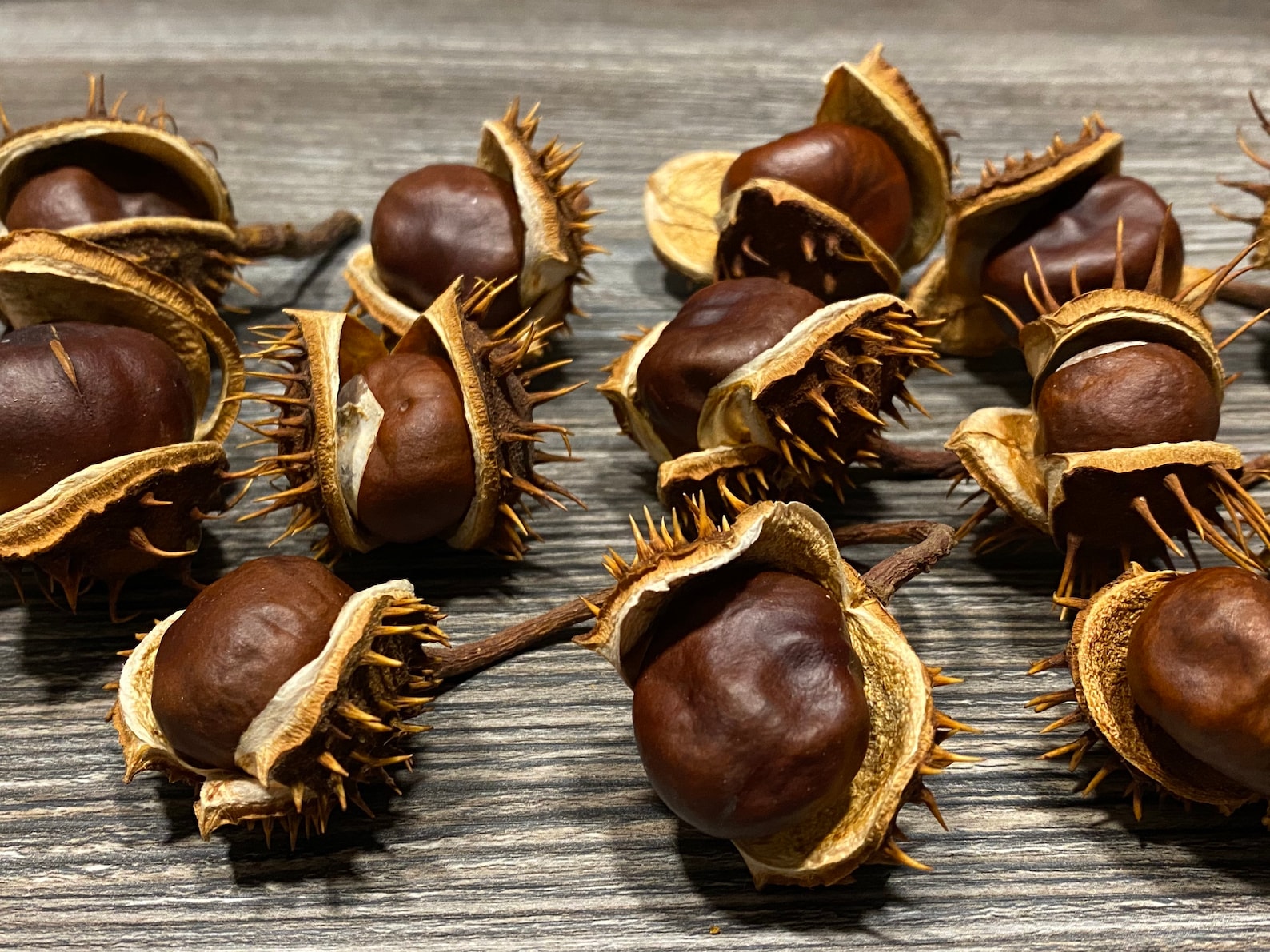 Dried 100 Horse Chestnuts With Rind Chestnuts for Etsy