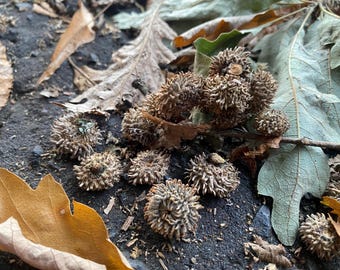Dried seed pods for decorations, Not Suitable for eat, Christmas Decorations, Natural dried, decor, decor, natural vase filling, dried plant