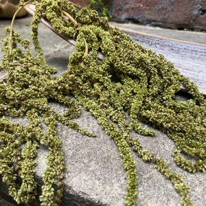 Green Preserved Hanging Amaranthus, Preserved Amaranth, natural preserved amaranth, hanging amaranth, natural home decor, unique