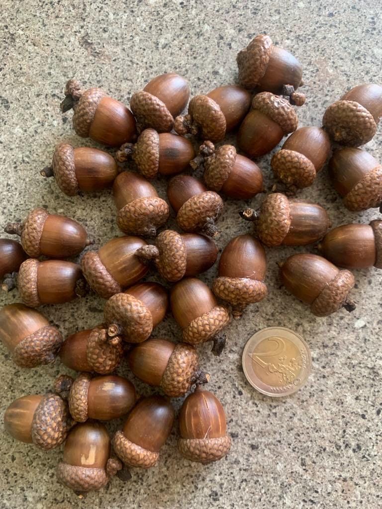50 Coquilles De Glands Naturels - Décoration Automne/Noël, Artisanat DIY, Mariage Rustique