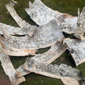 Natural birch bark sheet, Natural birch bark, bark from forest, Natural birch barks, florist supplies, Birch Tree Bark Sheets, natural bark