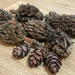 Cosses de magnolia naturelles italiennes avec pommes de pin, Cosses séchées, Décoration d&#39;intérieur, Décoration naturelle, Fournitures pour fleuriste, Décoration d&#39;intérieur, Noël