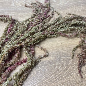 Bi-color Preserved Hanging Amaranthus, Preserved Amaranth, natural preserved amaranth, hanging amaranth, natural home decor, unique