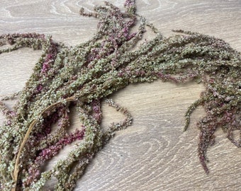 Amaranto colgante preservado bicolor, amaranto preservado, amaranto natural preservado, amaranto colgante, decoración natural del hogar, único