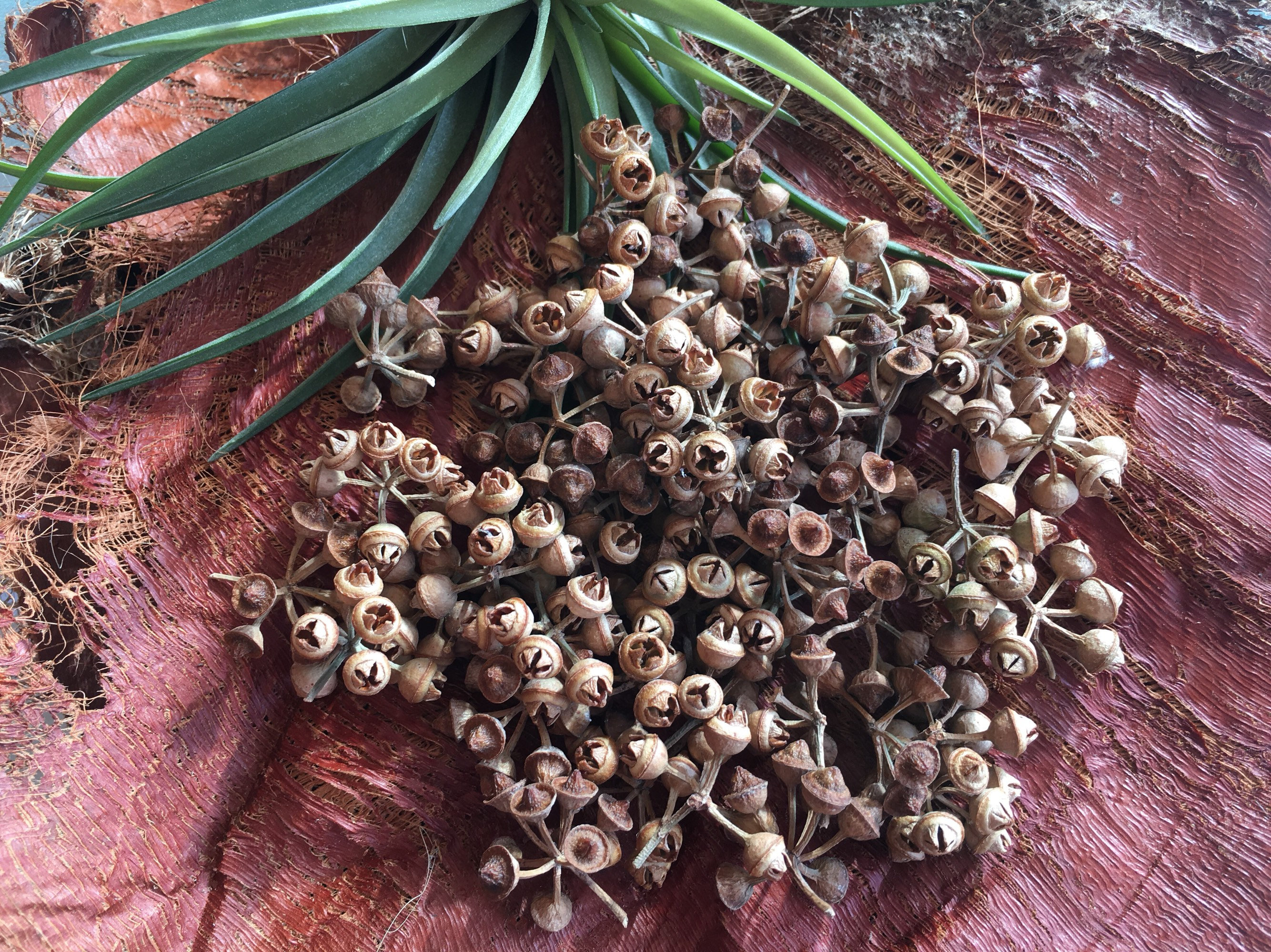 Eucalyptus Seed Pods, Eucalyptus Pods, Christmas Decorations, Natural