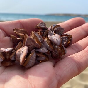 May include: A handful of dried, brown seed pods with a light purple hue, held in an open hand. The background shows a sandy beach and the ocean under a bright, sunny sky.
