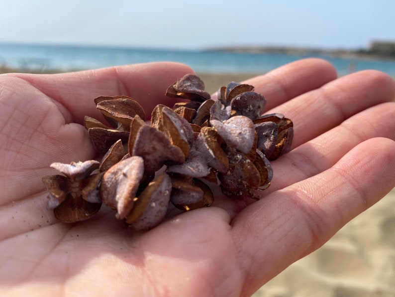 May include: A handful of dried, brown seed pods with a light purple hue, held in an open hand. The background shows a sandy beach and the ocean under a bright, sunny sky.