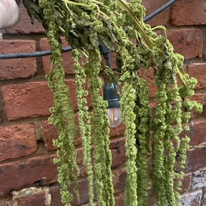 Green Preserved Hanging Amaranthus, Preserved Amaranth, natural preserved amaranth, hanging amaranth, natural home decor, unique