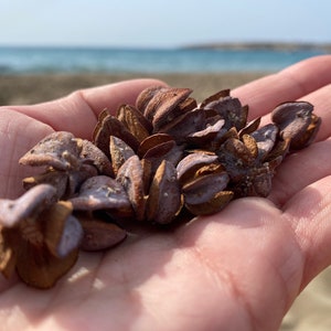 May include: A handful of dried, brown seed pods with a purplish hue are held in an open hand. The pods have a unique, textured appearance. The background shows a beach and the ocean.