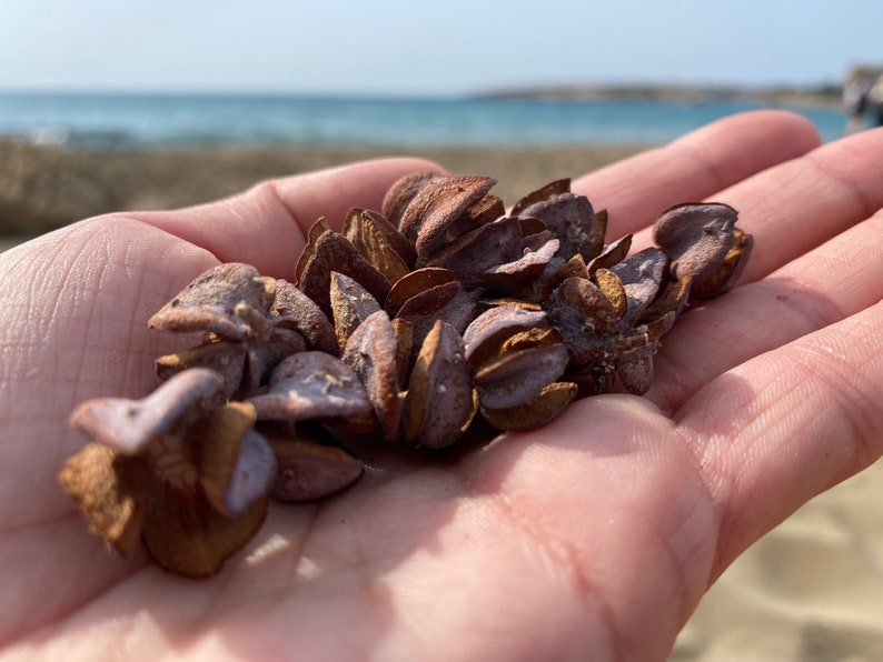 May include: A handful of dried, brown seed pods with a purplish hue are held in an open hand. The pods have a unique, textured appearance. The background shows a beach and the ocean.