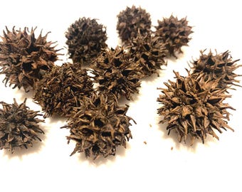 Dried seed pods for decorations, Not Suitable for eat, Christmas Decorations, Natural dried, decor, decor, natural vase filling, dried plant