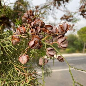 May include: Close-up of a branch with brown seed pods and green needles. The seed pods are open, revealing the seeds inside. The background is blurred, showing a road and trees.