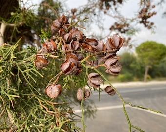 20 Loose Seed Pods, Seed Pods, Christmas Decorations, Dried Pods, Jewellery, Rustic natural dried decor, vase filling decoration