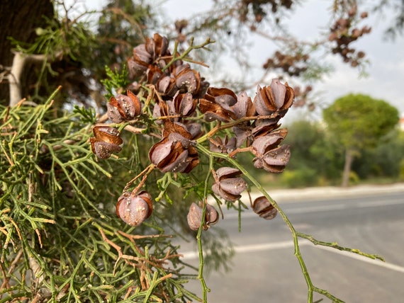 20 Loose Seed Pods, Seed Pods, Christmas Decorations, Dried Pods, Jewellery, Rustic natural dried decor, vase filling decoration