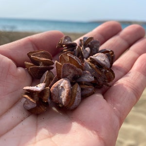 May include: A handful of dried, brown seed pods with a layered, textured appearance. The pods are held in an open palm, with a beach and ocean visible in the background.