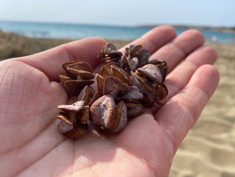 May include: A handful of dried, brown seed pods with a layered, textured appearance. The pods are held in an open palm, with a beach and ocean visible in the background.
